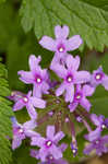 Rose verbena